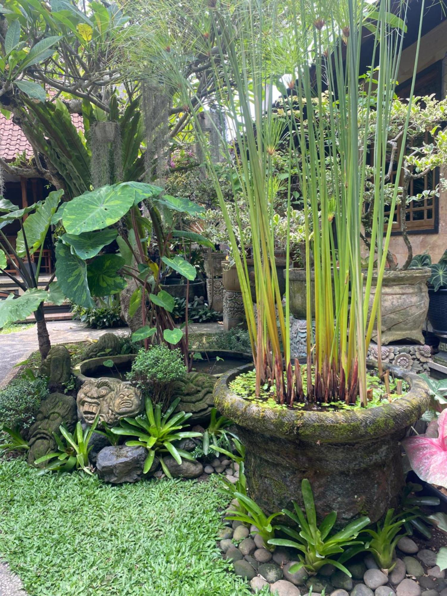 Gus Arditya Homestay Ubud Exteriér fotografie