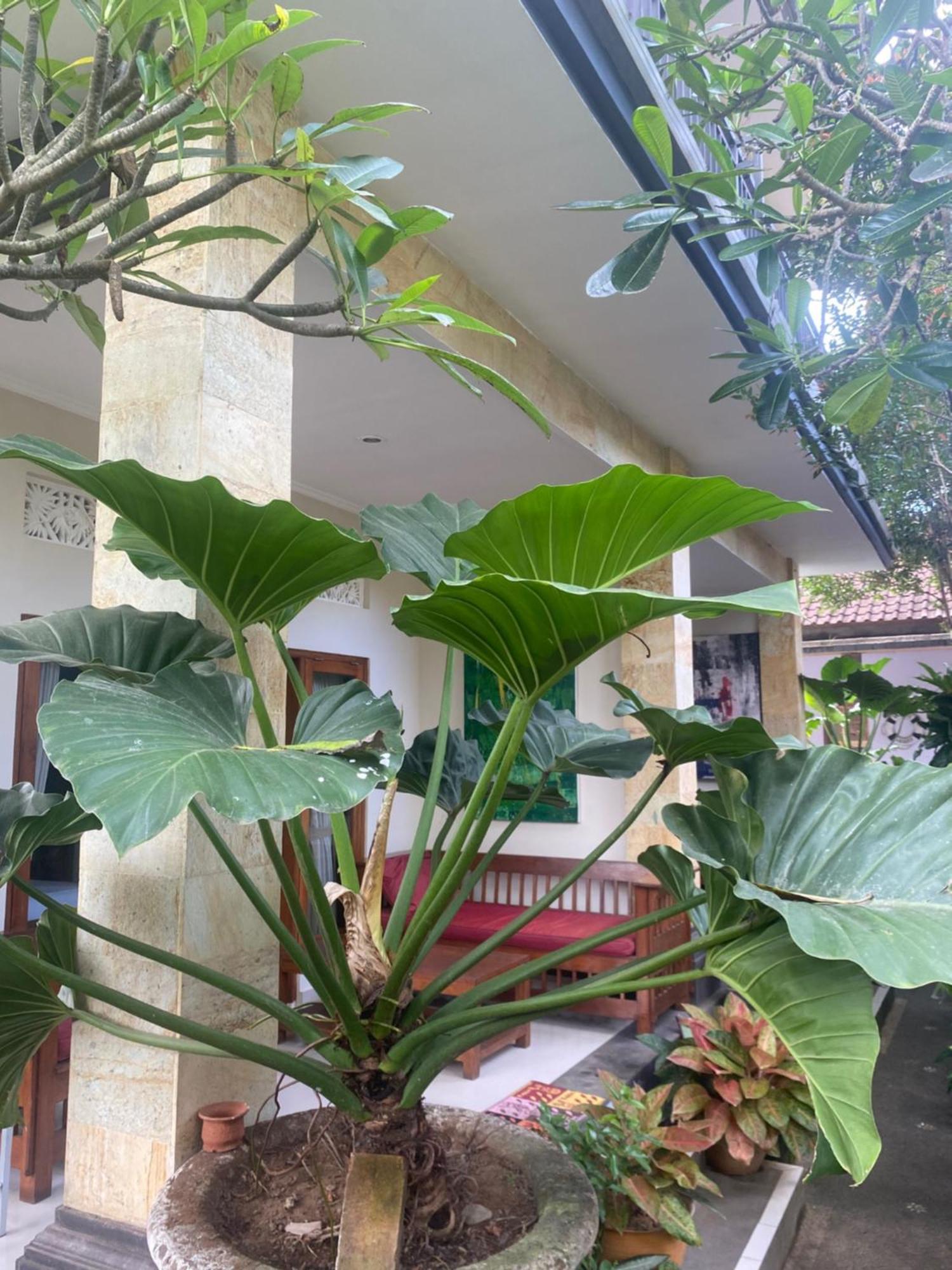 Gus Arditya Homestay Ubud Exteriér fotografie