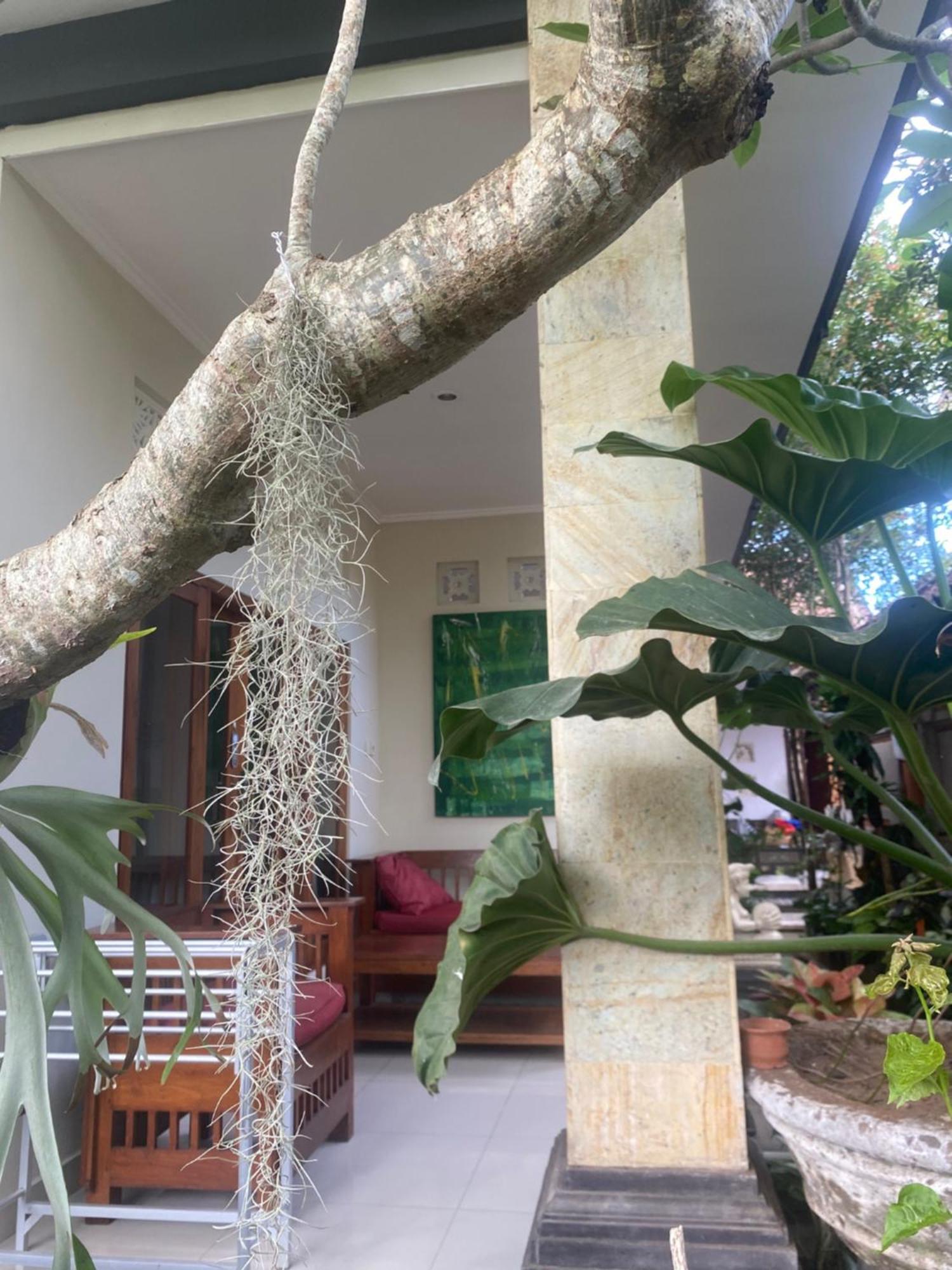 Gus Arditya Homestay Ubud Exteriér fotografie