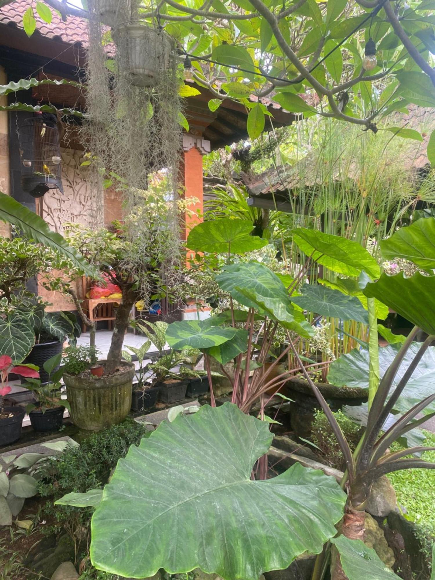 Gus Arditya Homestay Ubud Exteriér fotografie