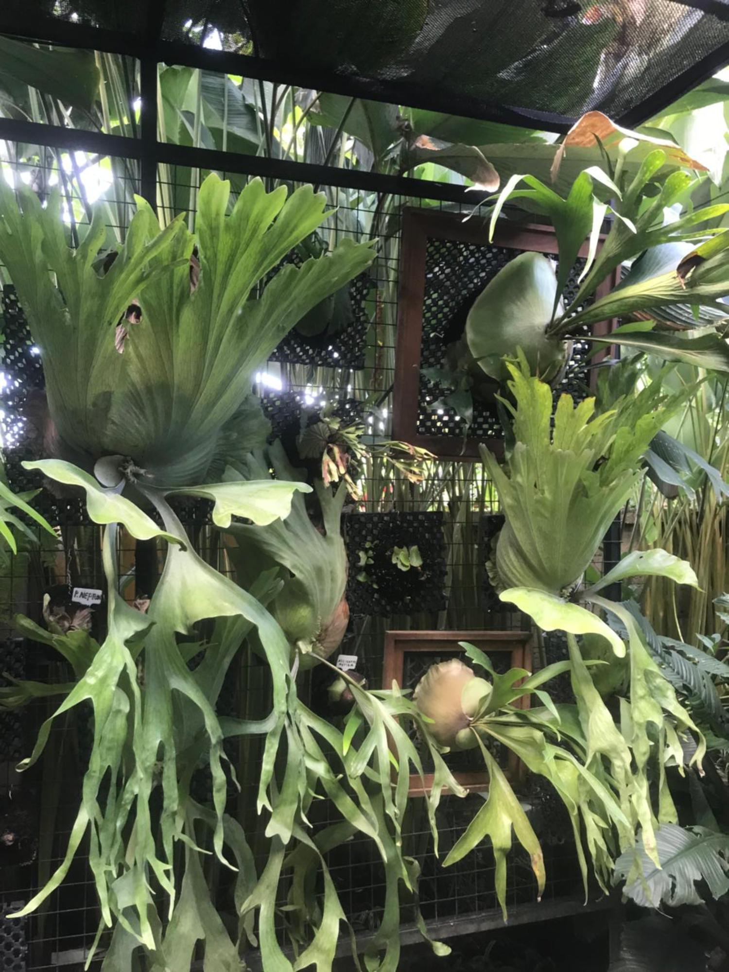 Gus Arditya Homestay Ubud Exteriér fotografie