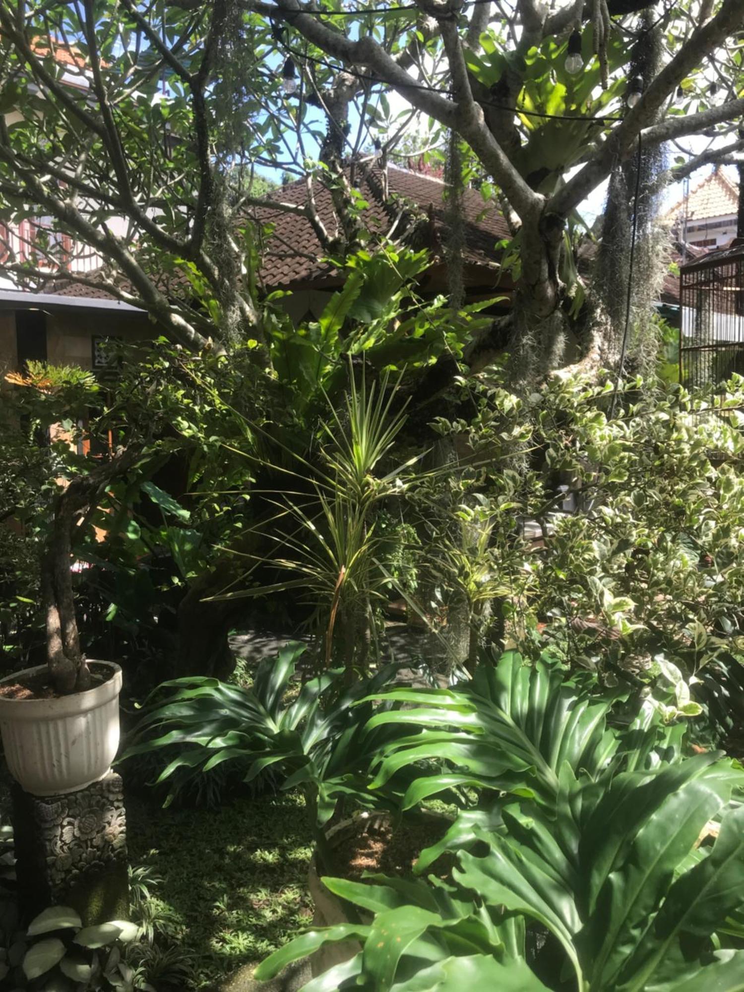 Gus Arditya Homestay Ubud Exteriér fotografie