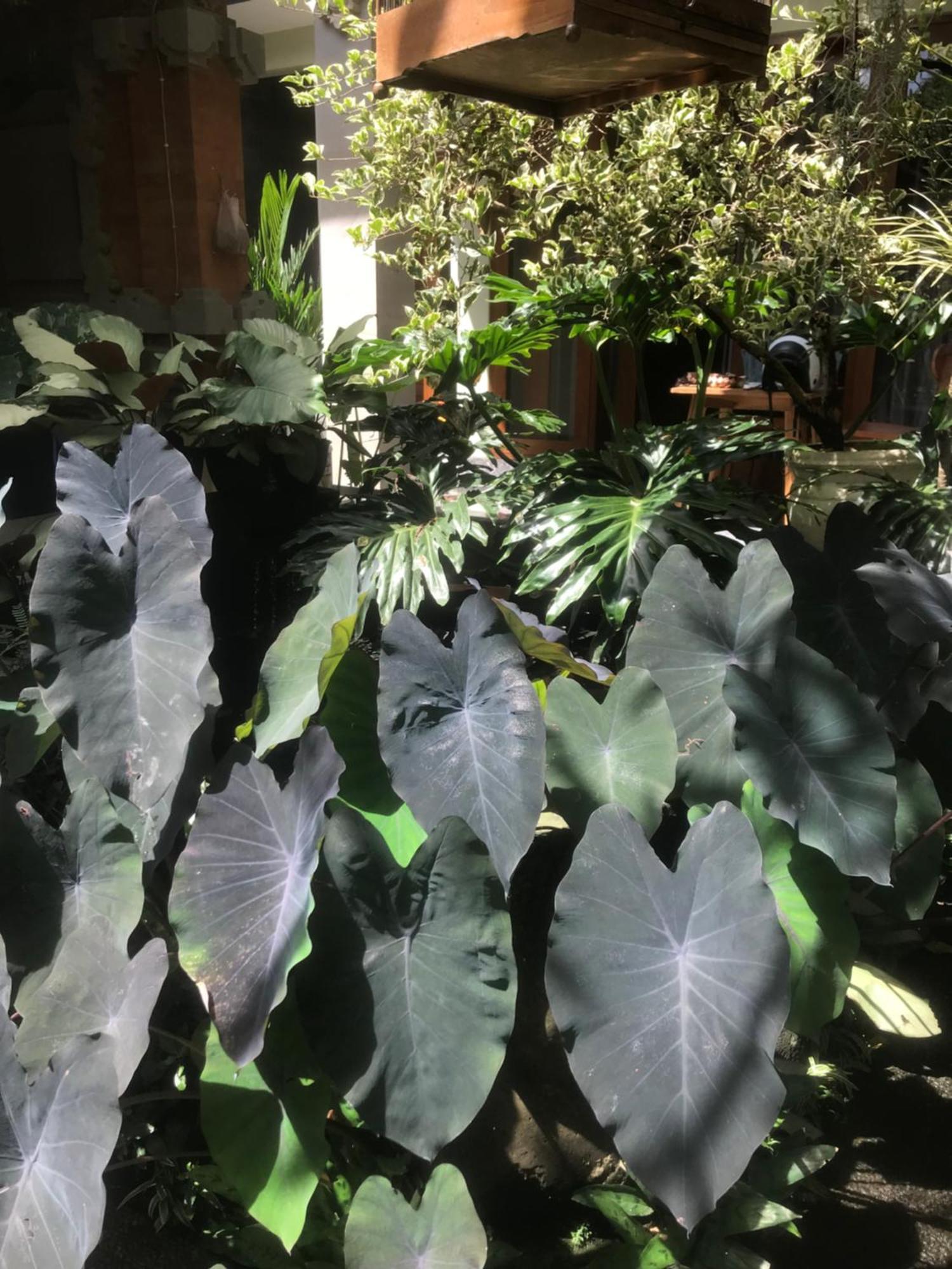 Gus Arditya Homestay Ubud Exteriér fotografie